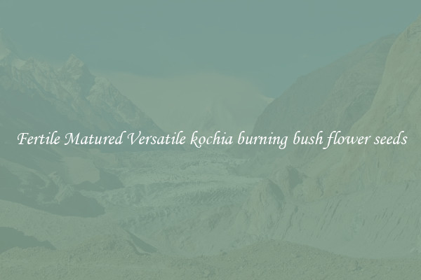 Fertile Matured Versatile kochia burning bush flower seeds